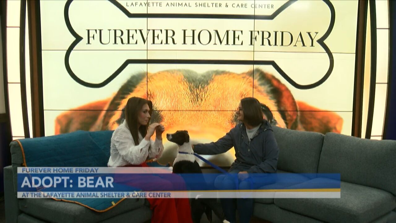 Furever Home Friday: Adopt Bear! This sweet pup is still searching for his Furever Home